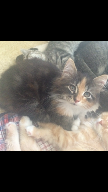 Kattunge