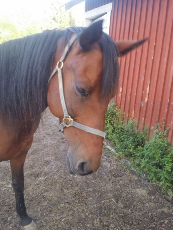 Fodervärd sökes