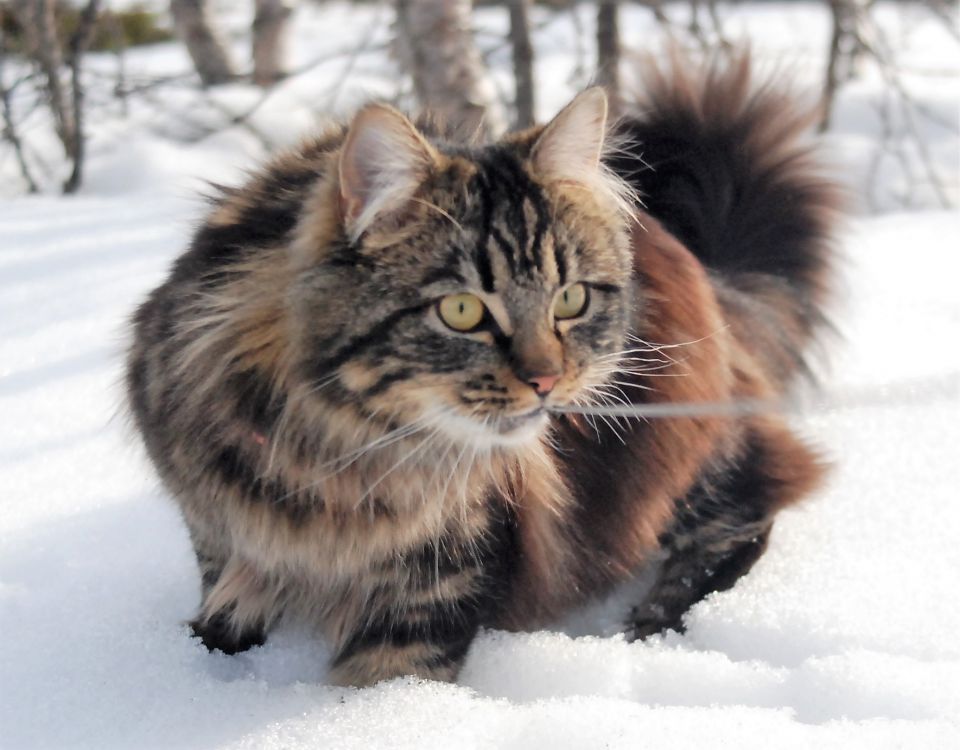 EFTERLYSNING FÖRSVUNNEN KATT