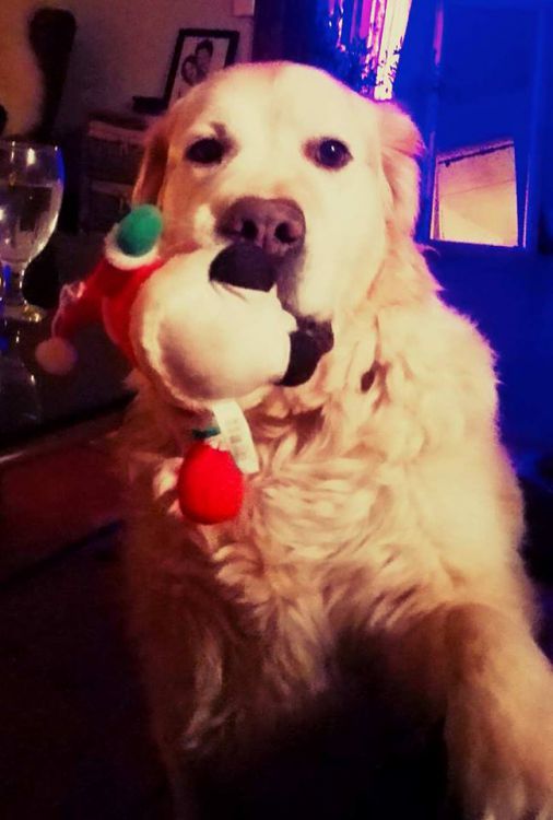 Ha en hund ibland?