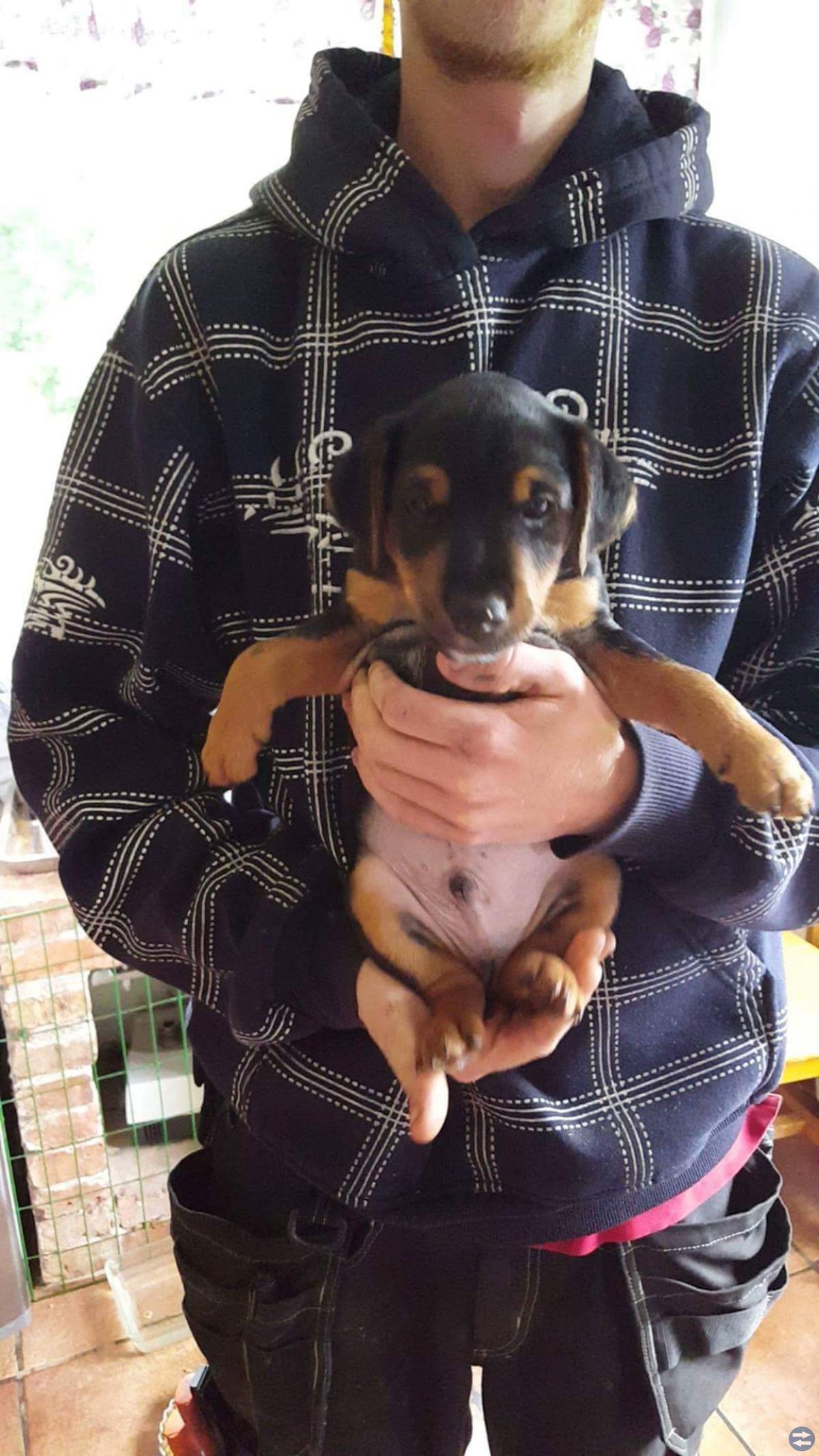 Hundvalpar