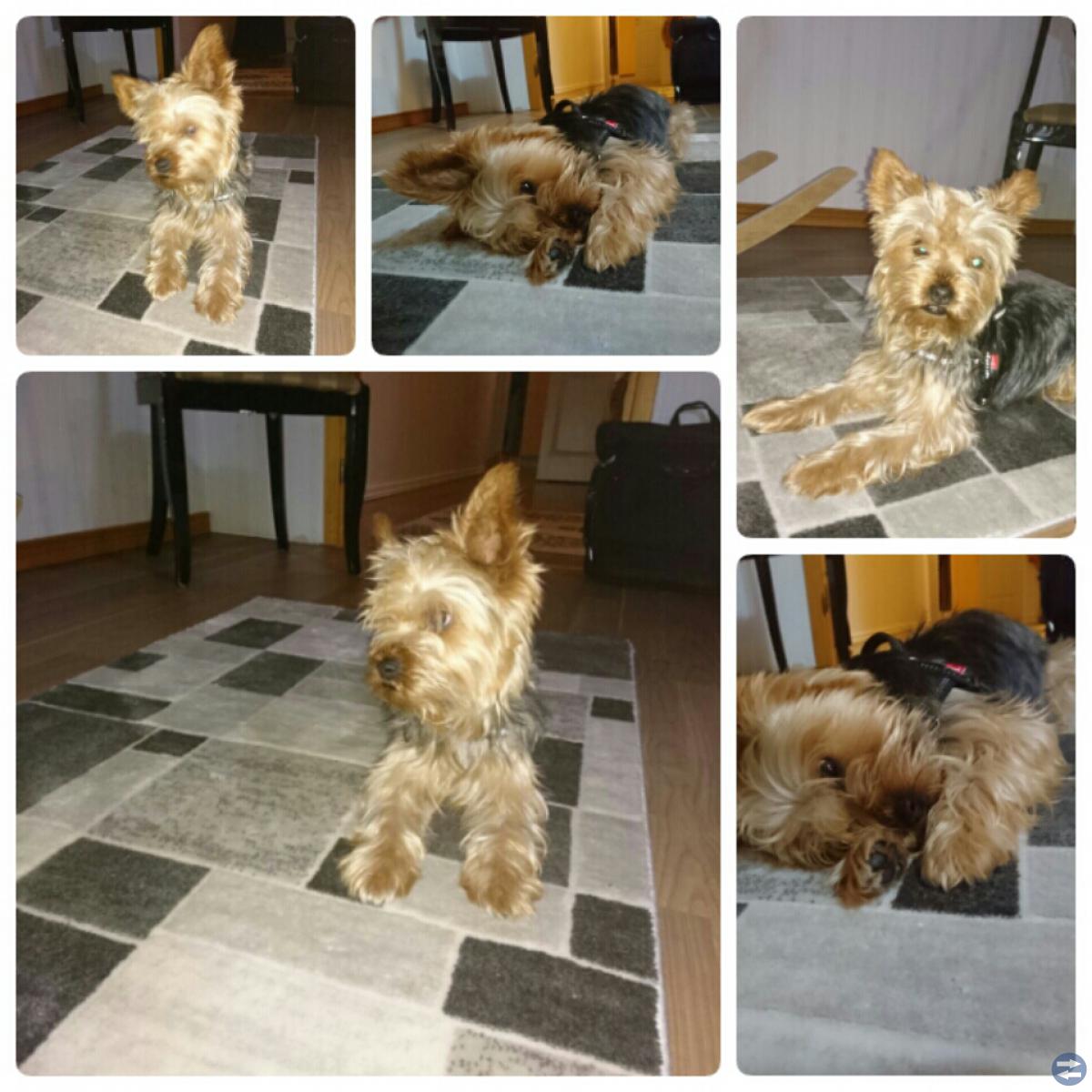 Hund