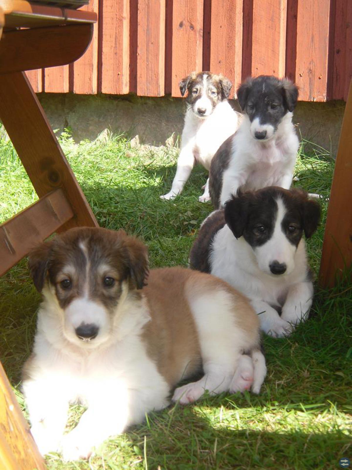 Borzoi valpar