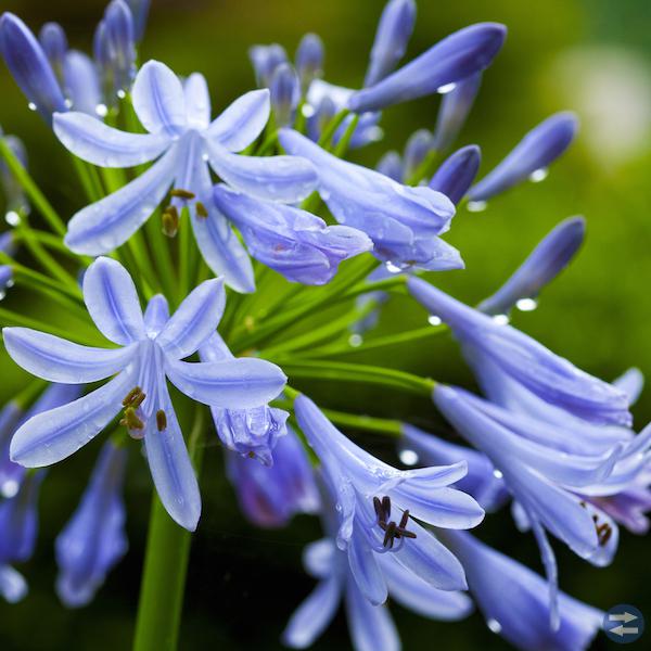 Agapanthus Afrikas lilja vit