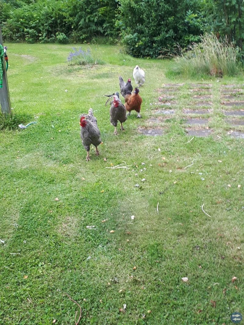 En flock med tuppar o en höna