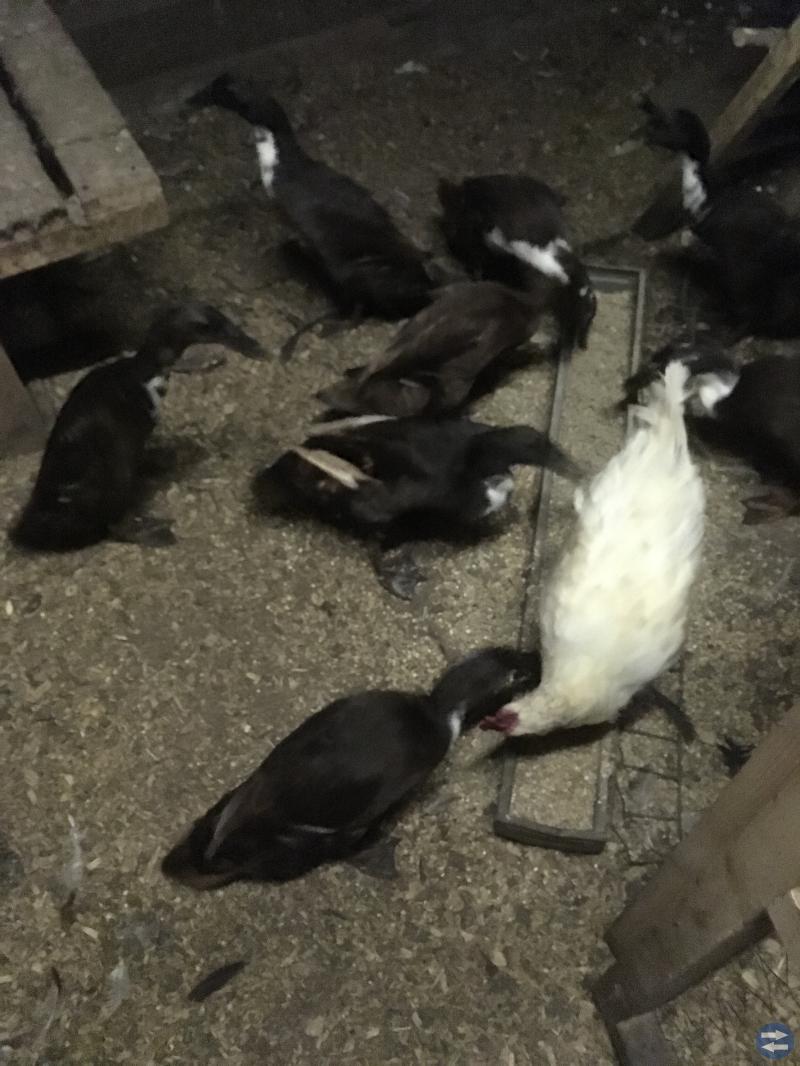 Löparankor