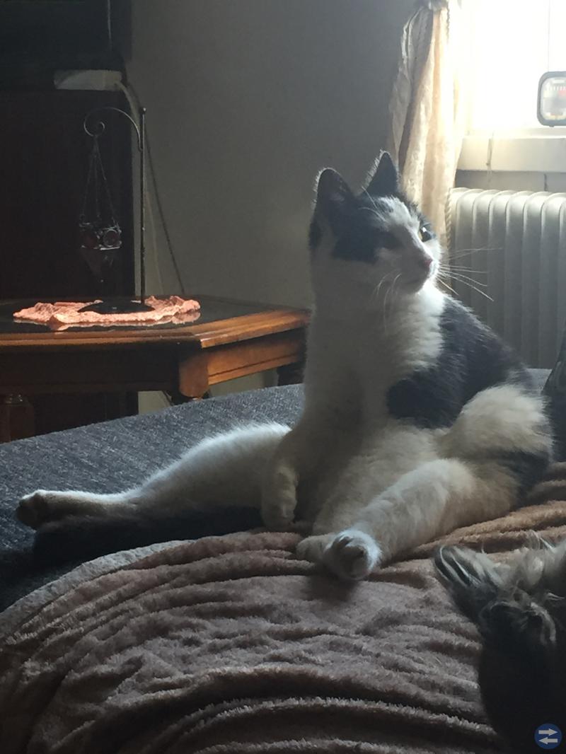 Kastrerad hankatt