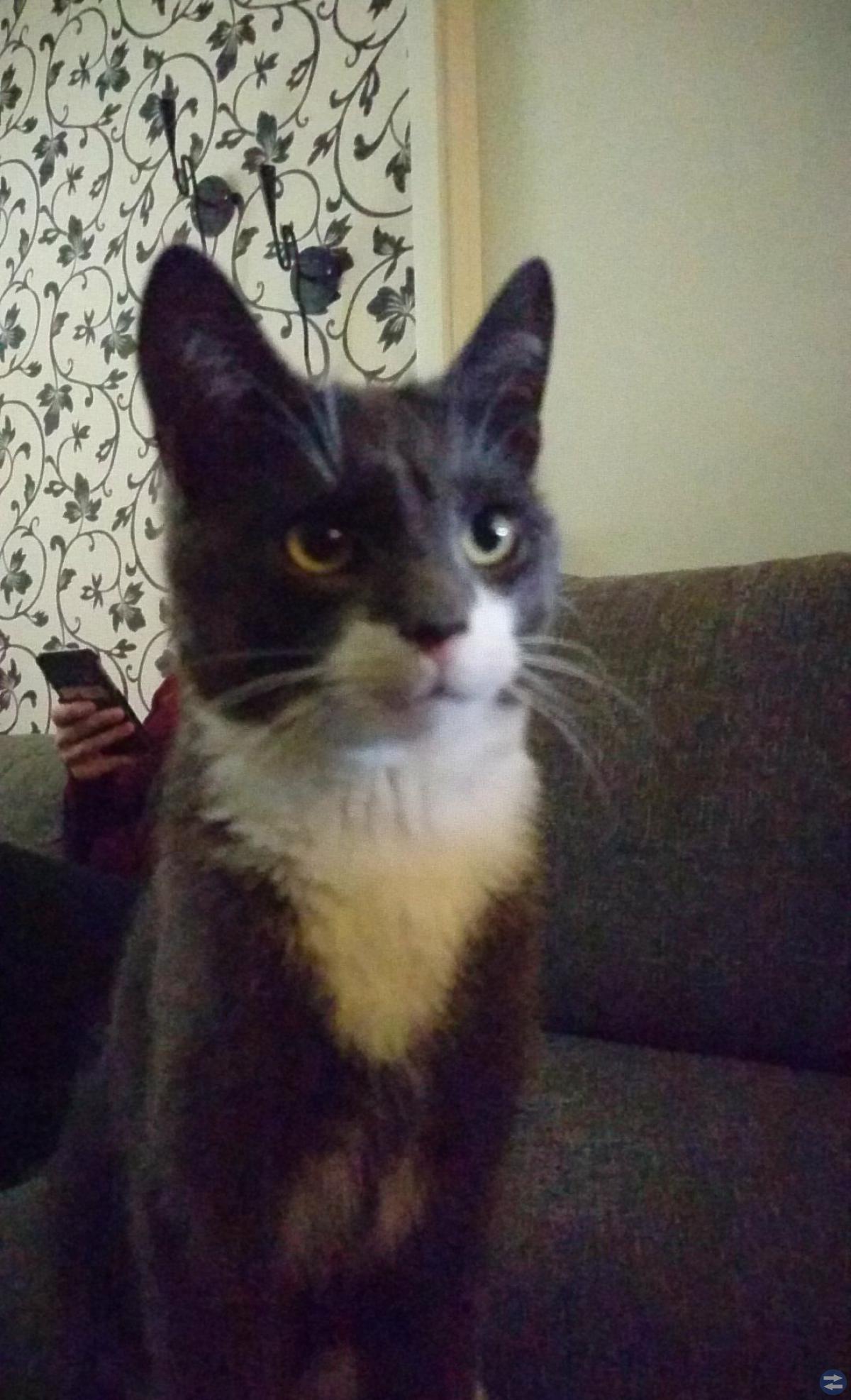 Bortsprungen katt