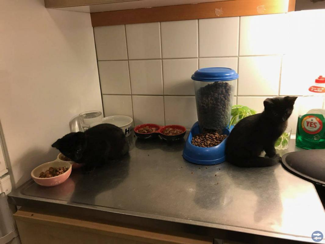 Två helsvarta systrar 12 veckor