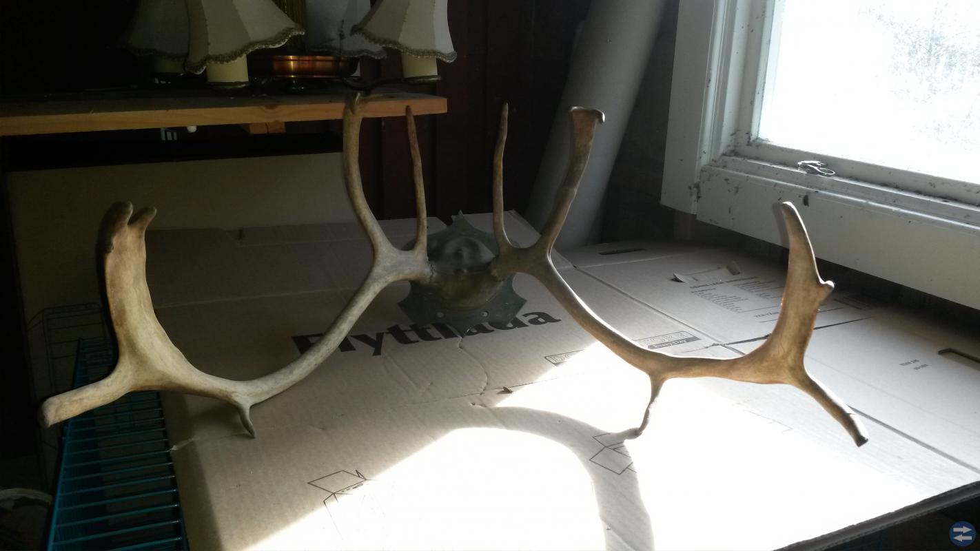 Horn, (ren)