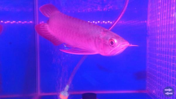 Chili röd arowana och andra arowana fiskar till sa