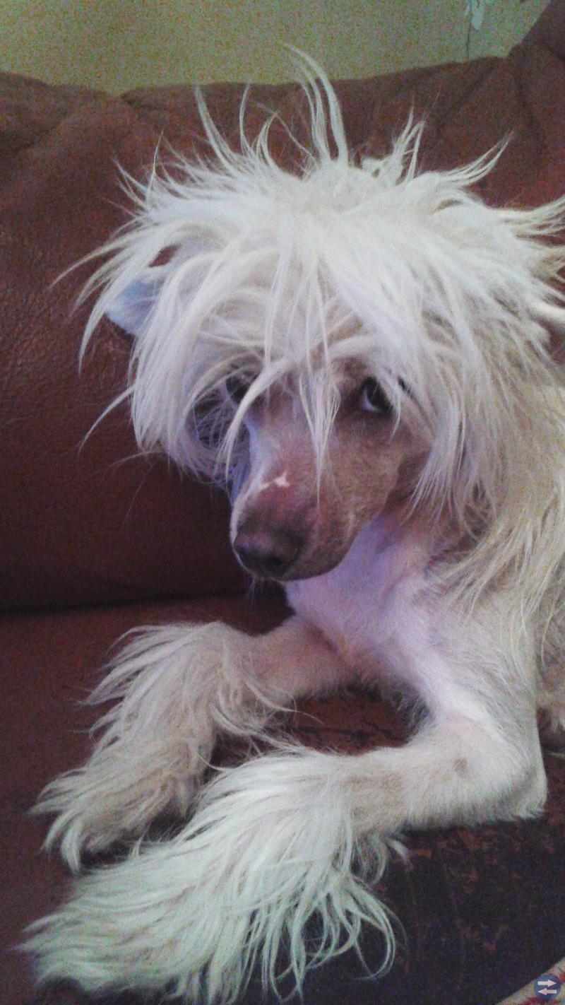 Chinese Crested nakentik