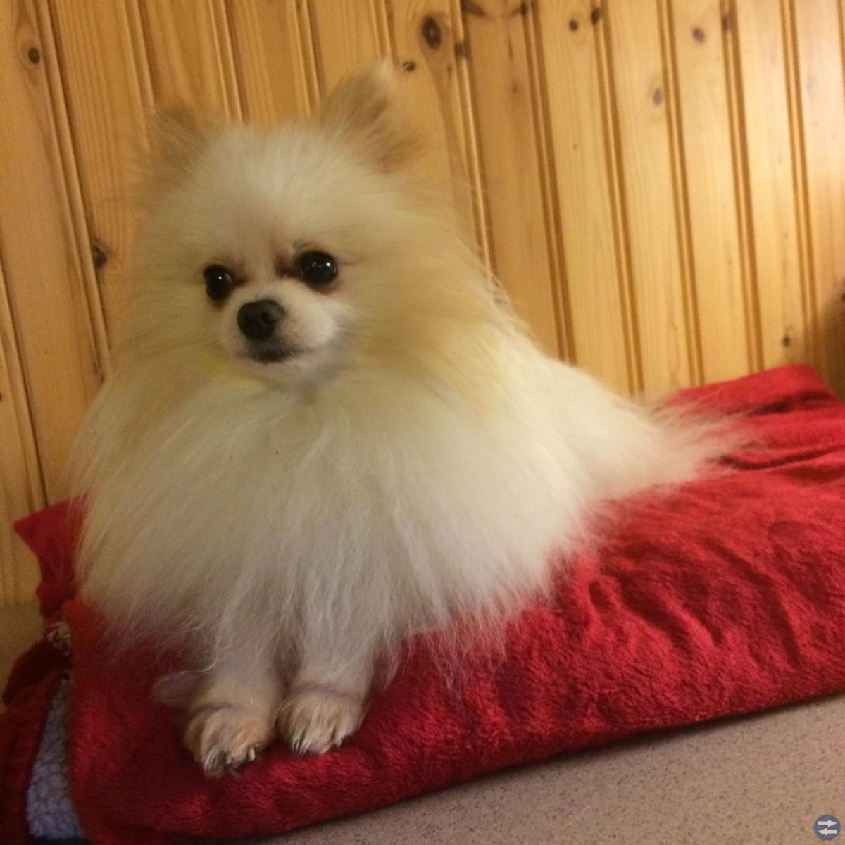 Snäll pomeranian hanne