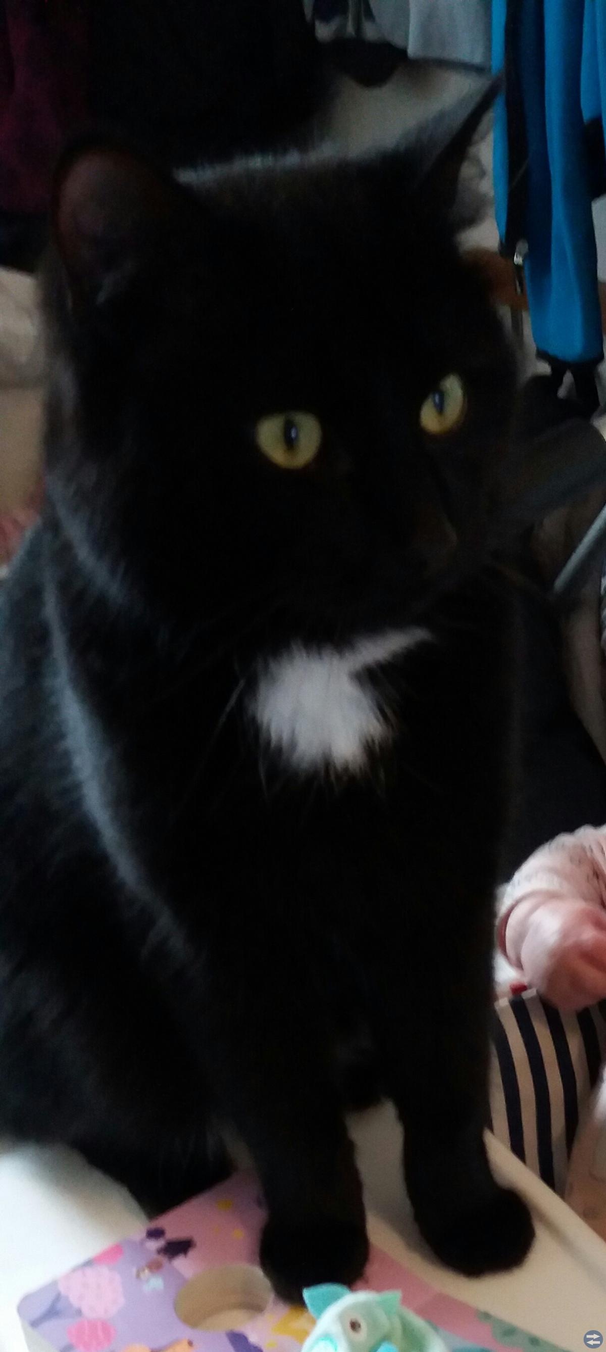 Katt i området kring Smultronvägen