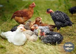 Ägg