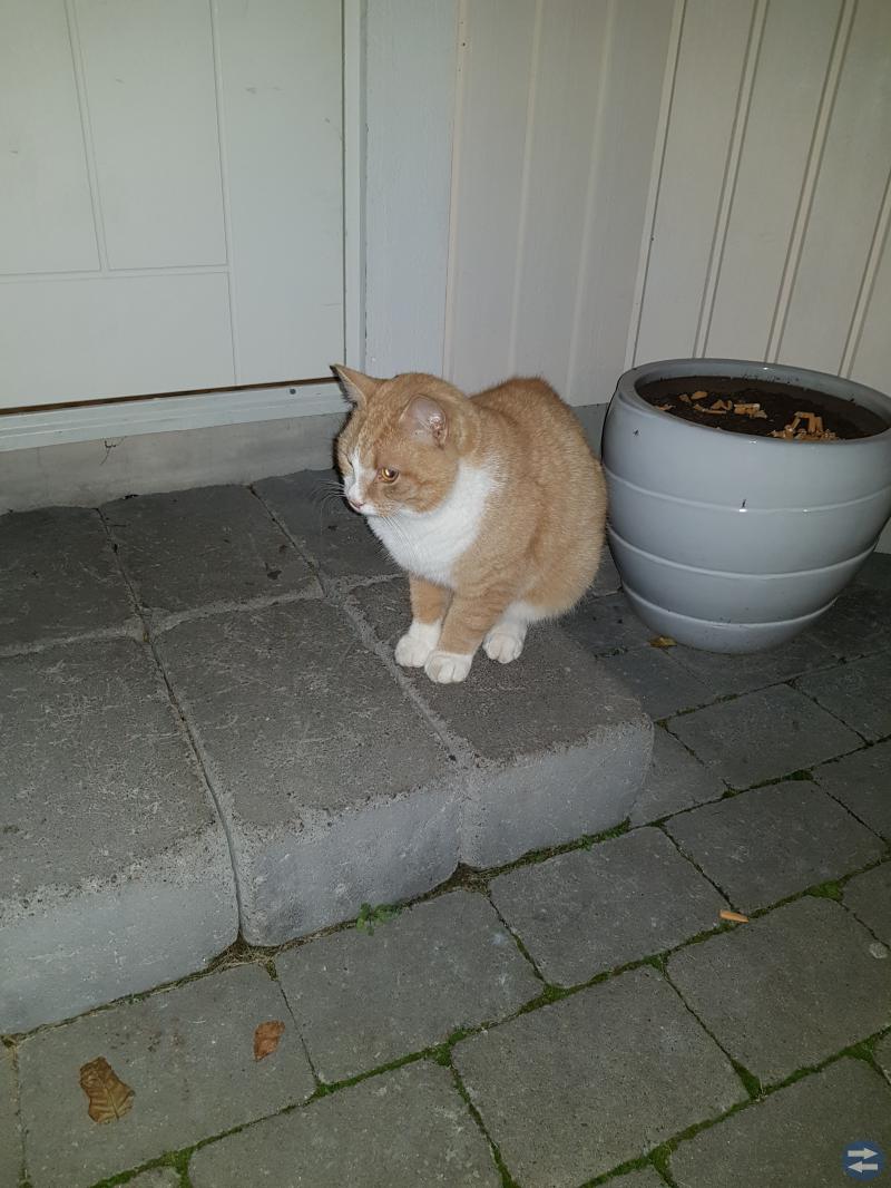 Bortsprungen katt!