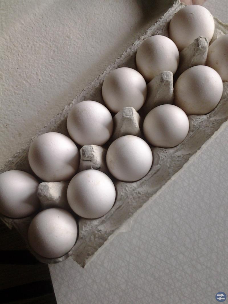 Ekologiska gårdsägg