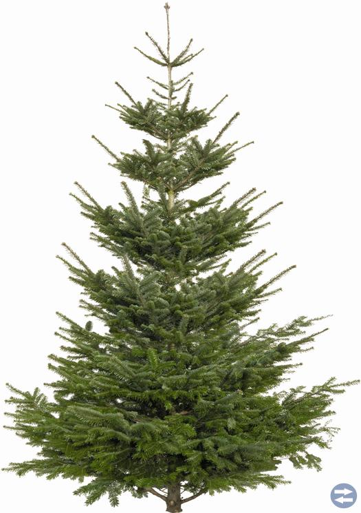 Julgranar a 70 kr 2 st finns. Från min trädgård.