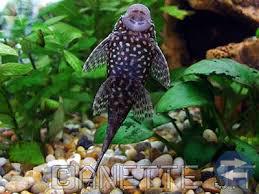 Guppy och mal yngel