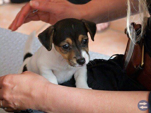 Jack russell