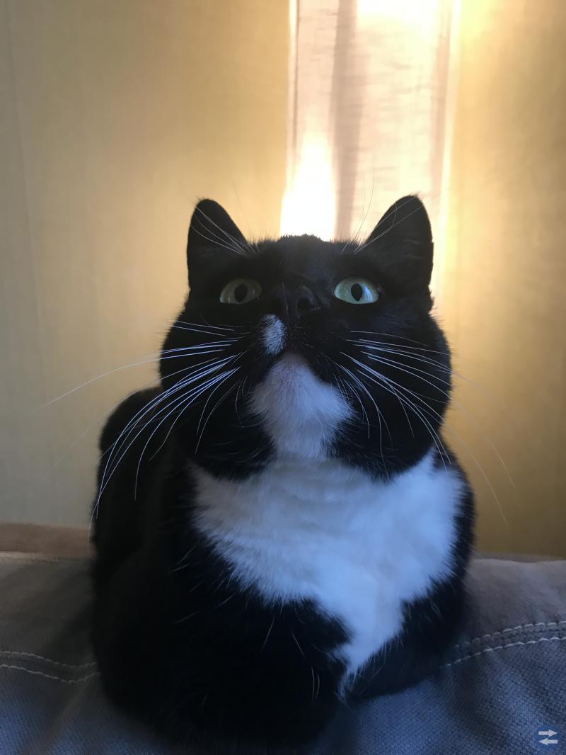 Söker nytt hem för utekatt.