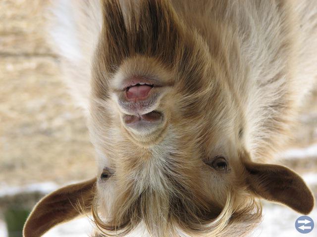 Goatscratcher