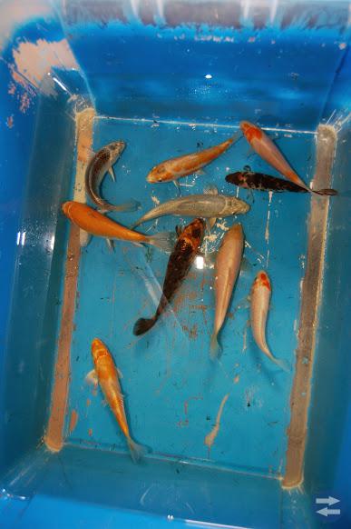 Koi