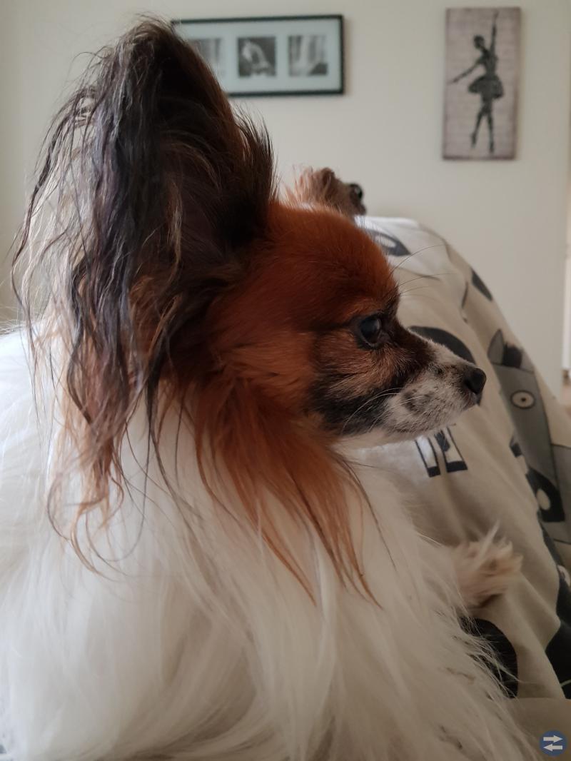 Hund vakt