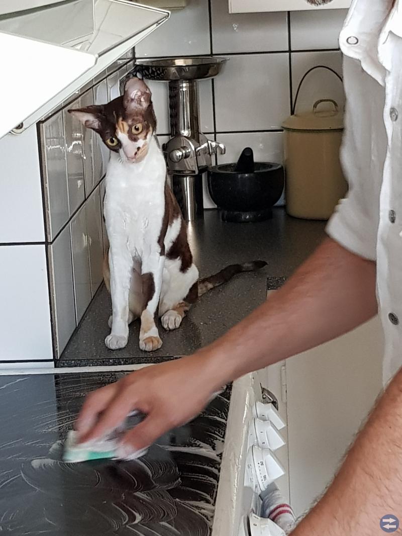 Cornish rex ungkatt