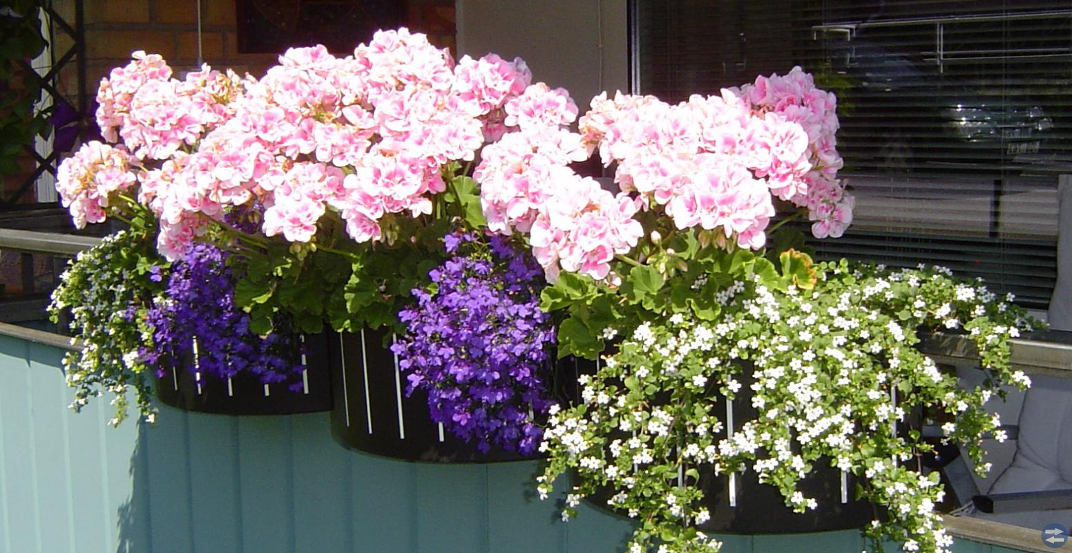 Blomlådor balkong