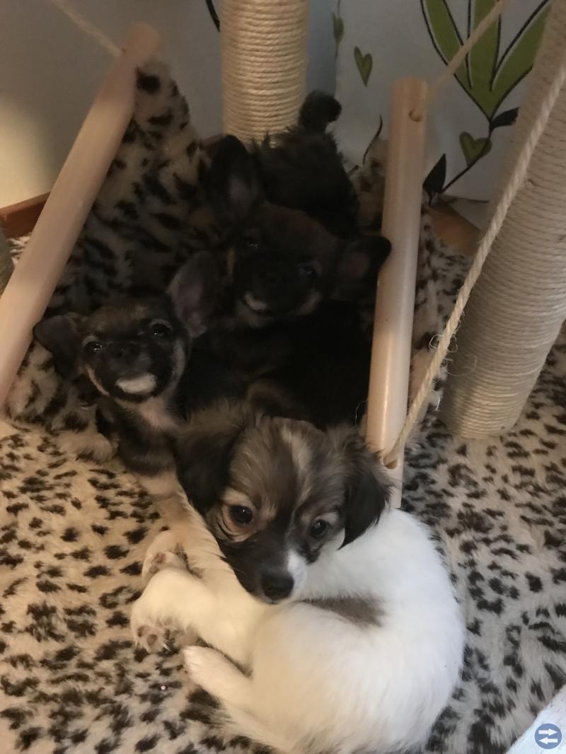Hundvalpar