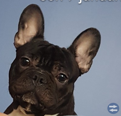 Franska BULLDOG