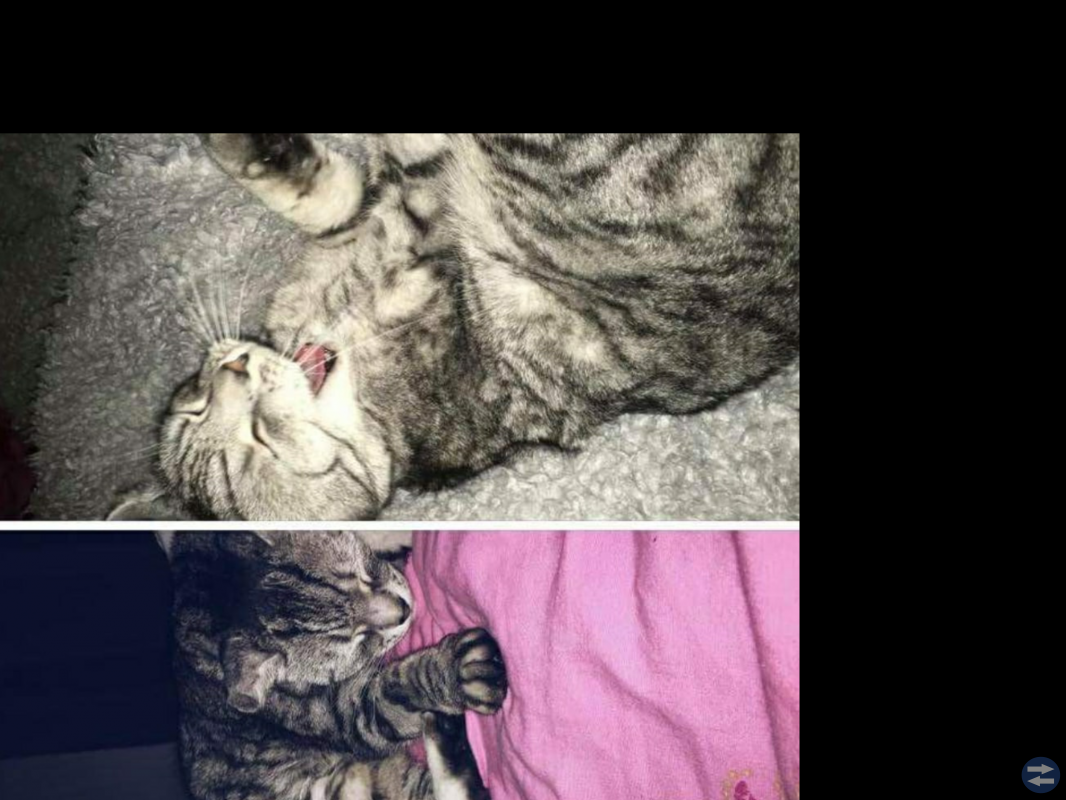 Bissy kastrerad hankatt, innekatt