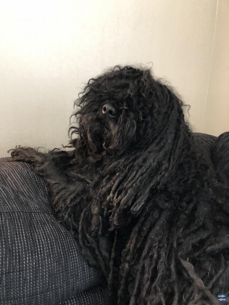 Hund av rasen Puli