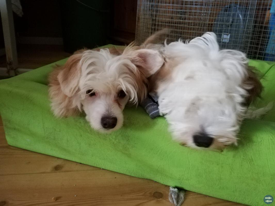 Chinese Crested Dog powder puff