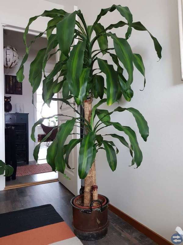 Dracena 150 cm.