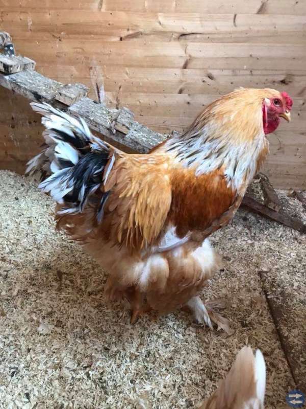 Brahma Lemon pyle tupp