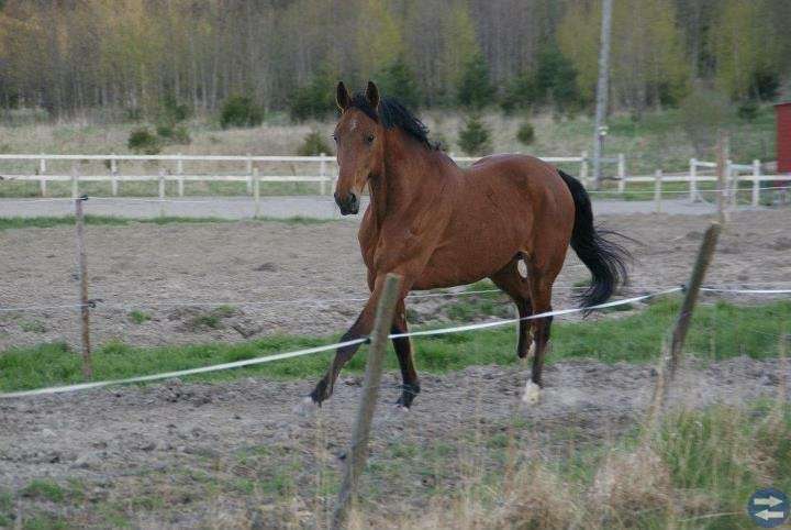 Stallplats