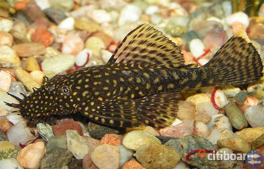 Ancistrus och guppy