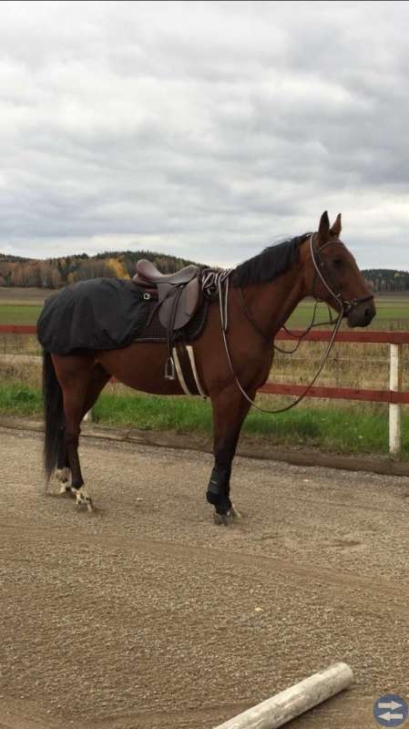 Stallplats