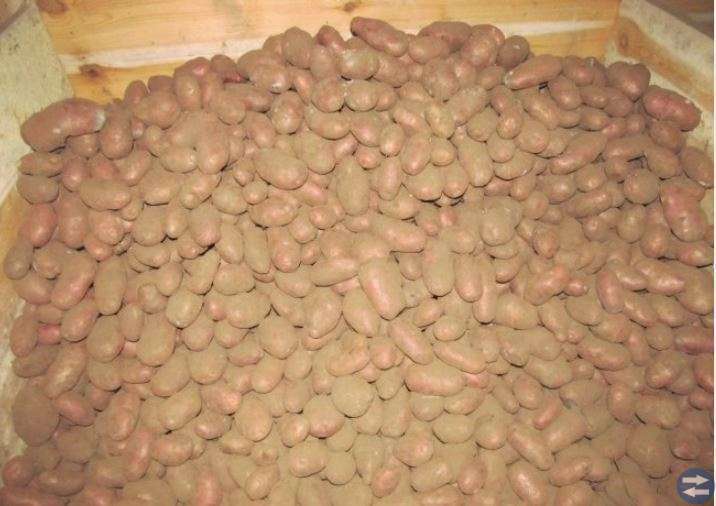 Potatis