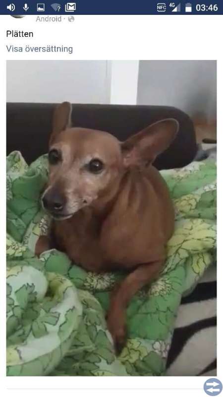 STULEN HUND