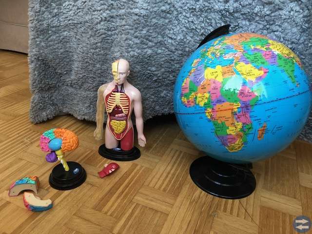 Jordglob, anatomidocka, anatomihjärna