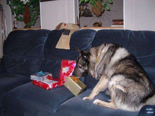 Min svenska älghund i åldern 3 år