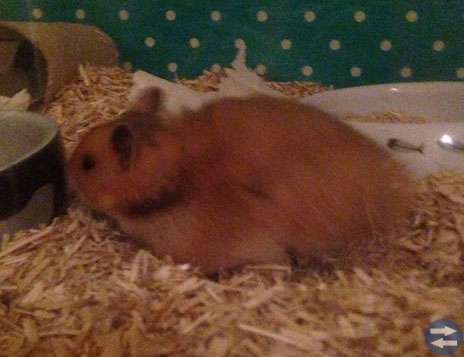 Guldhamsterungar med stamtavla