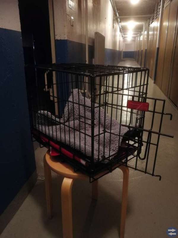 Hundburar