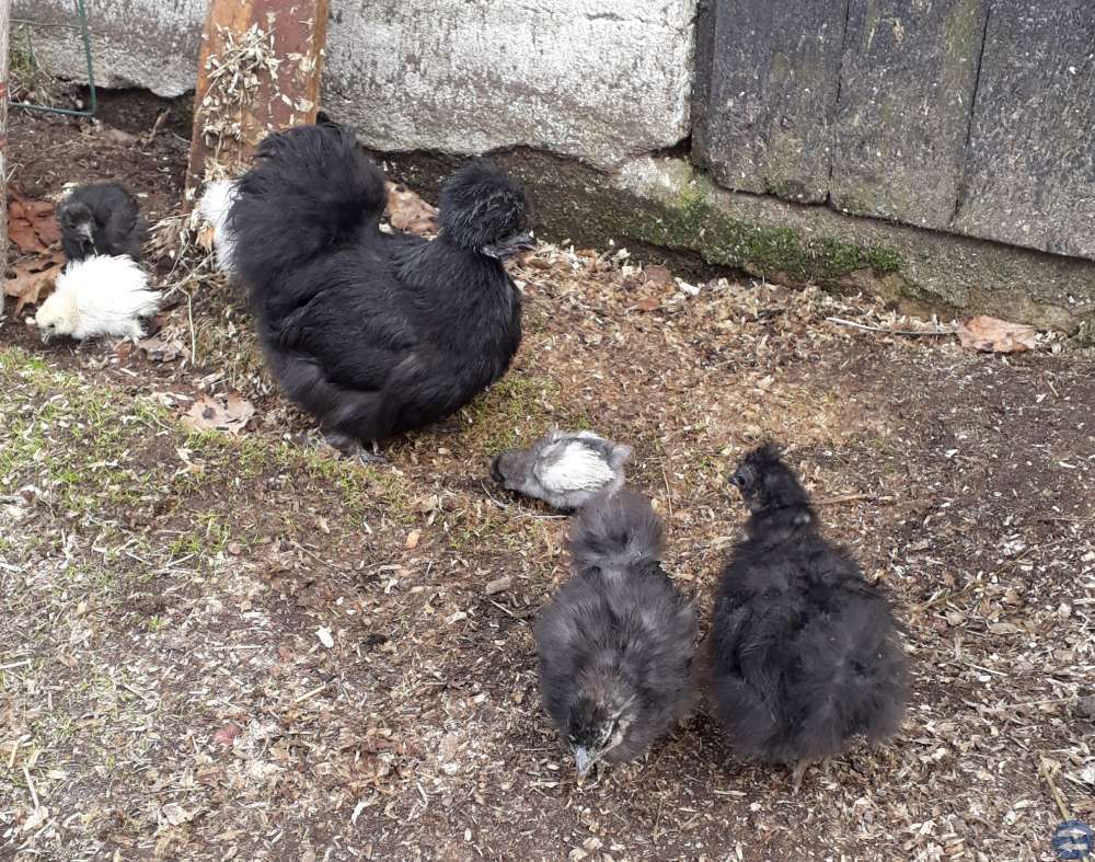 Silkeshöns