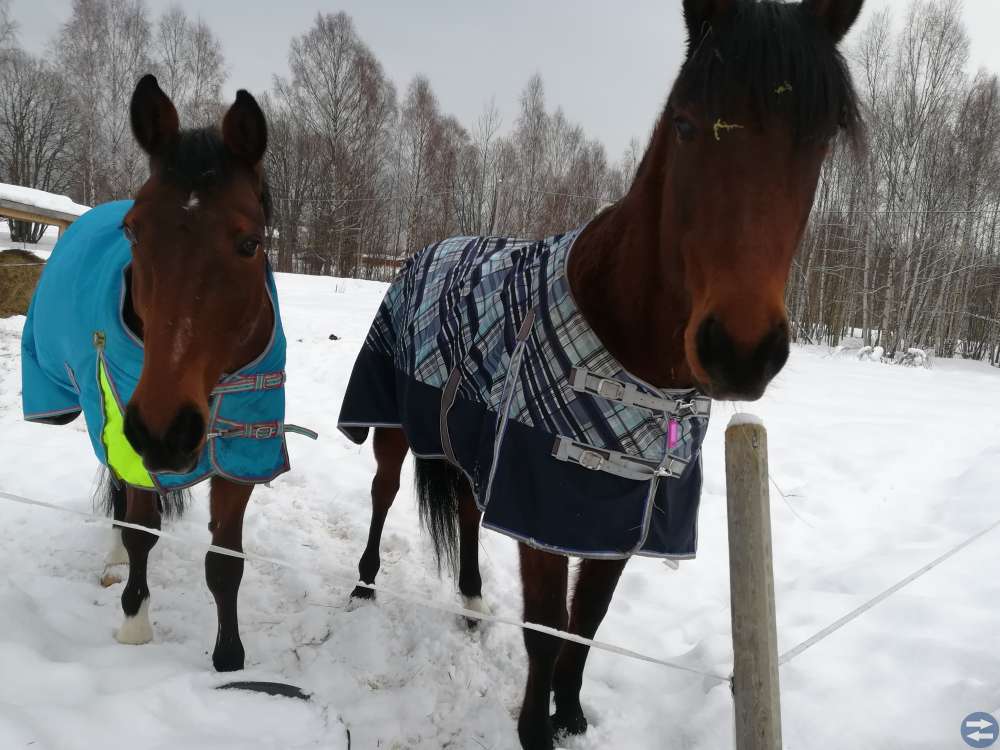 Stallplats