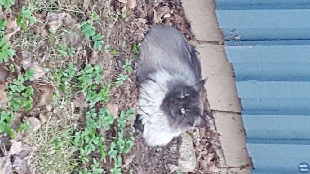 Uppphittad katt