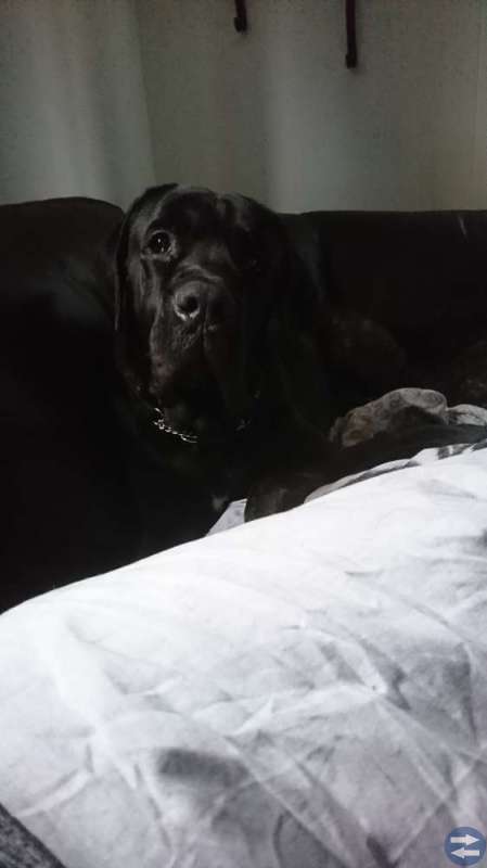 Cane corso